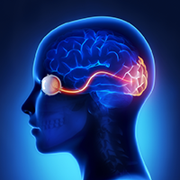 Neuro Ophthalmology