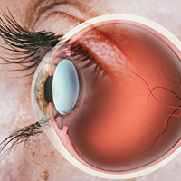 retina